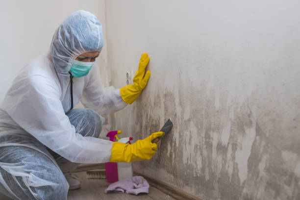 Best Mold Removal Company Near Me  in Hamburg, NJ