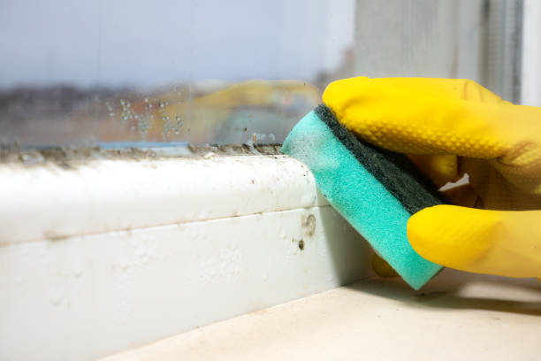 Best Mold Damage Repair  in Hamburg, NJ